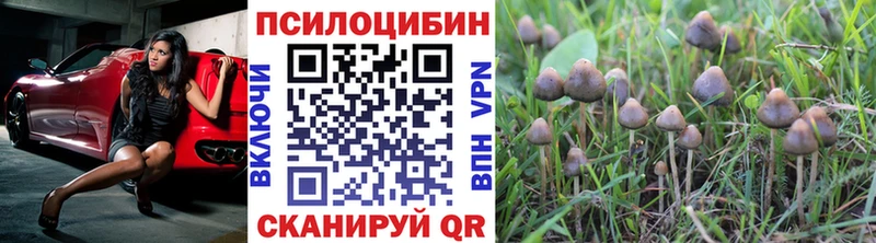 Купить где  Константиновск  Галлюциногенные грибы MAGIC MUSHROOMS 